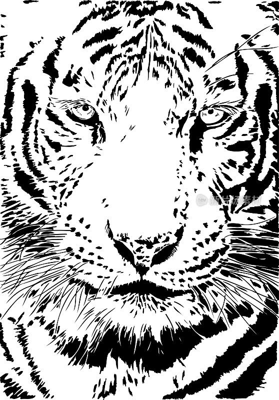 Tiger portrait in black lines